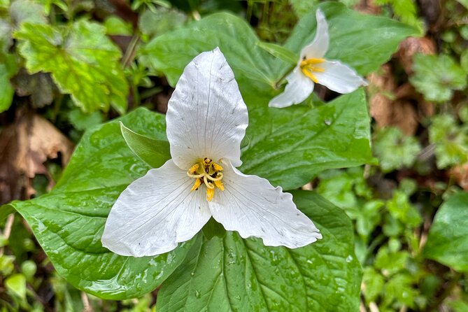 Forest Park Hiking Tour to Pittock Mansion - Pacing and fitness: who this fits best (and who might feel rushed)