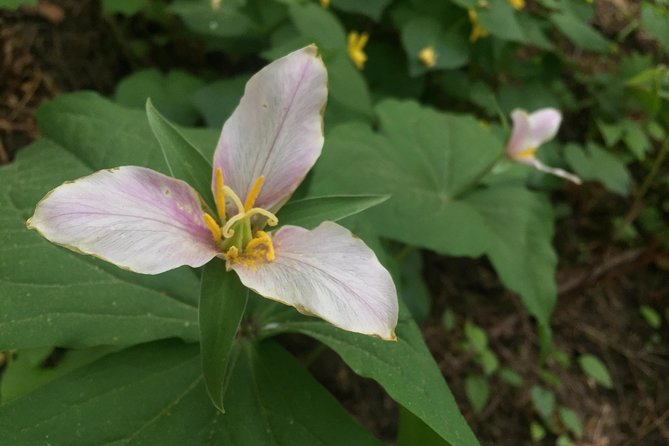 Forest Park Urban Hiking Tour, Portland - International Rose Test Garden: Timing, What to Expect, and What If It’s Over