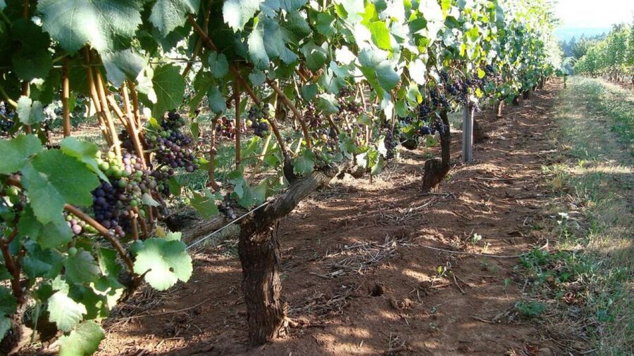From Portland: Willamette Valley Full-Day Wine Tour - Should You Book This Willamette Valley Full-Day Wine Tour?