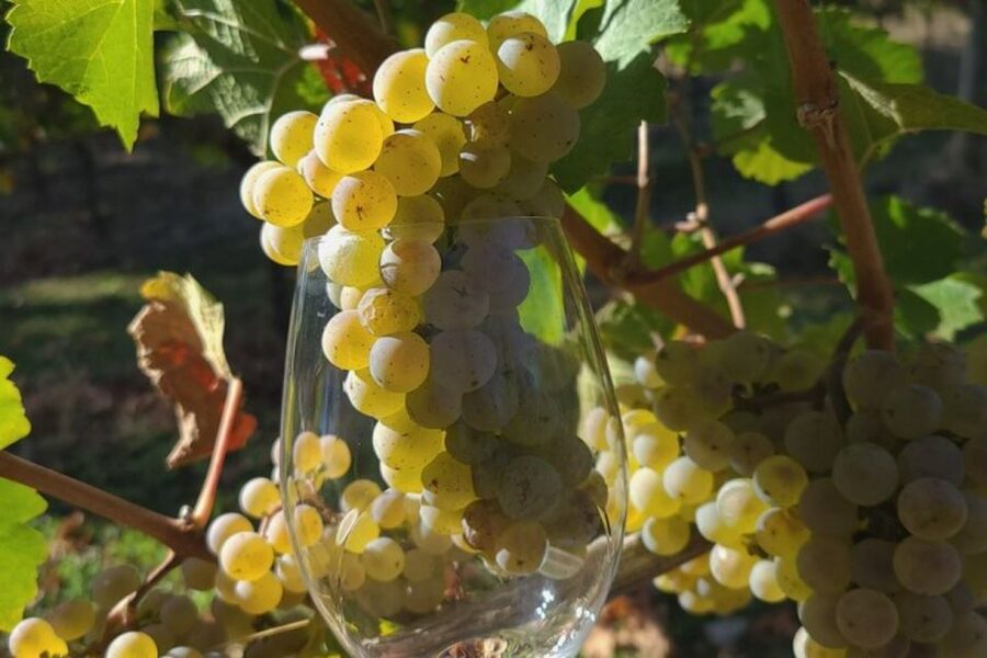 From Portland: Willamette Valley Full-Day Wine Tour - Small Group Day: Why the Guide’s Tone Matters