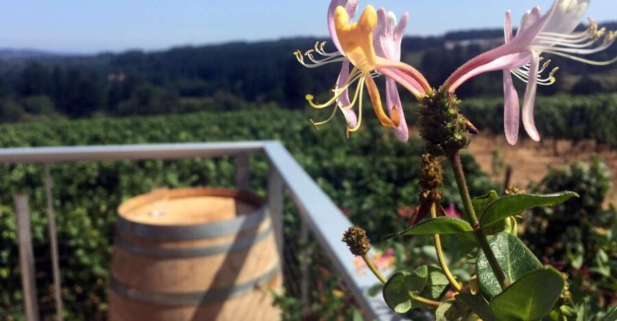From Portland: Willamette Valley Wine & Whisky - Vineyard stops: getting more than a quick taste of Pinot