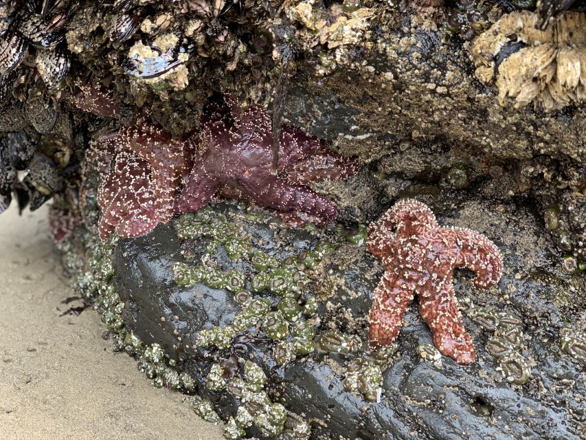 Oregon Coast Day Tour: Cannon Beach and Haystack Rock - Manzanita on the way: coastal small-town pacing without the planning headache