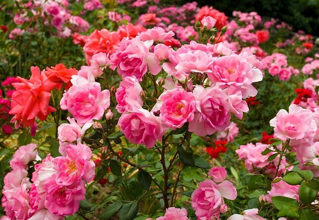 Portland City Tour - Key highlights to know before you go