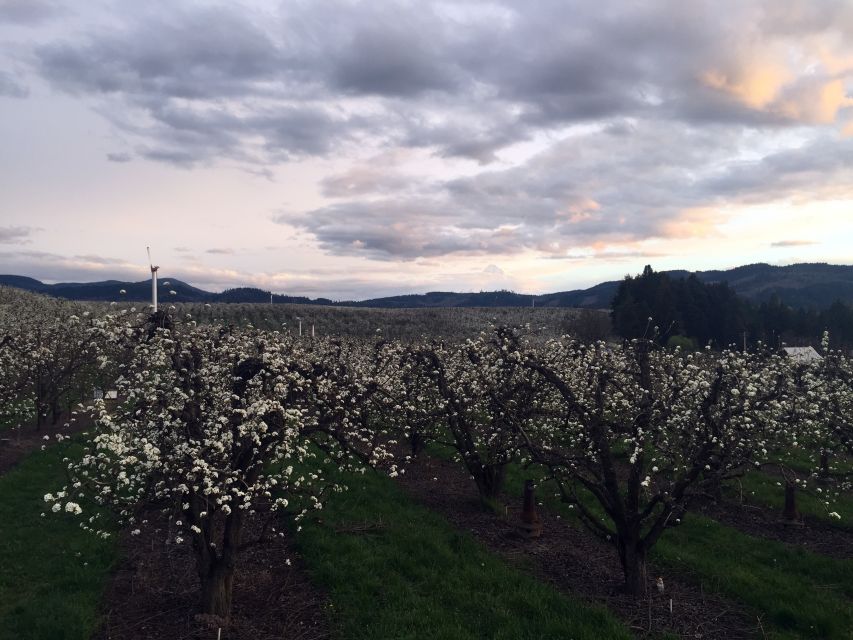 Portland: Mount Hood Wine and Waterfalls Full-Day Tour - Columbia Gorge basalt cliffs and the Multnomah Falls timing that helps