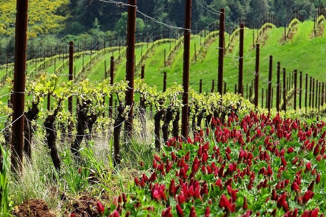 Private Customized Willamette Valley Wine Maker Tour with lunch - Dundee Hills Pinot Noir tastings that play with vintages