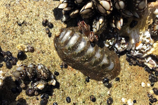 Private Northern Oregon Coast Day Trip - Cannon Beach: the long, flexible block you’re waiting for