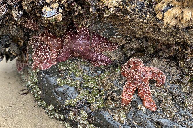 Private Oregon Coastal Tour to Cannon Beach and Haystack Rock - A private Oregon Coast day that actually works from Portland