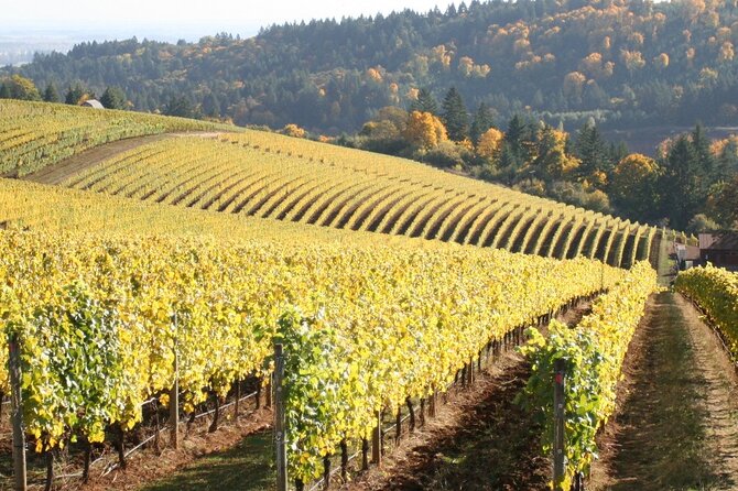 Private Willamette Valley Wine Tour from Portland (All tasting fees included) - Wine stops you might get: Argyle sparkling, Dundee Bistro lunch, Ponzi wines