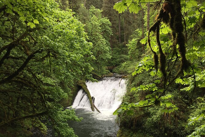 Silver Falls Waterfall Hiking Tour from Portland - Who This Tour Is Best For (and Who Might Want a Rental Car)
