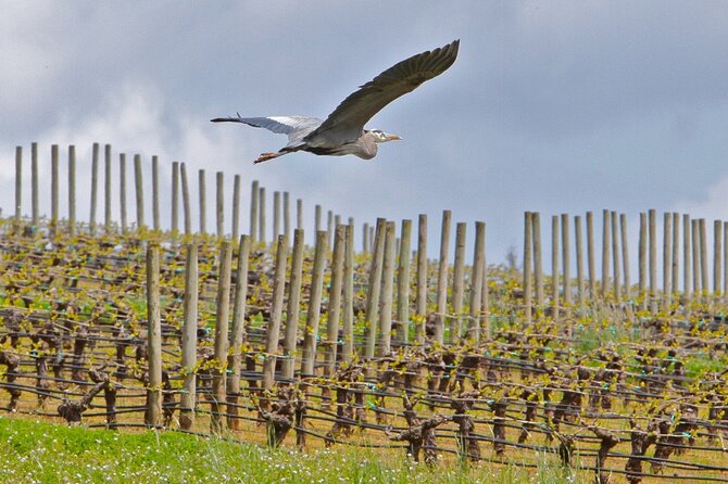 Small Group: Willamette Valley Wine Tour From Portland (Tasting Fees Included) - Three Winery Stops: Variety, a Relaxed Pace, and Real Hospitality