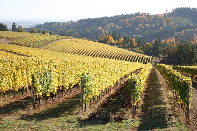Small Group: Willamette Valley Wine Tour From Portland (Tasting Fees Included) - What to Expect in the Vehicle: Comfort Plus Ground-Handling Confidence