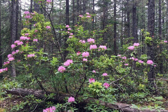 The Hood-Columbia Loop: Timberline, Orchards, and Waterfalls - Timberline Lodge itself: a 1930s landmark with year-round mountain life
