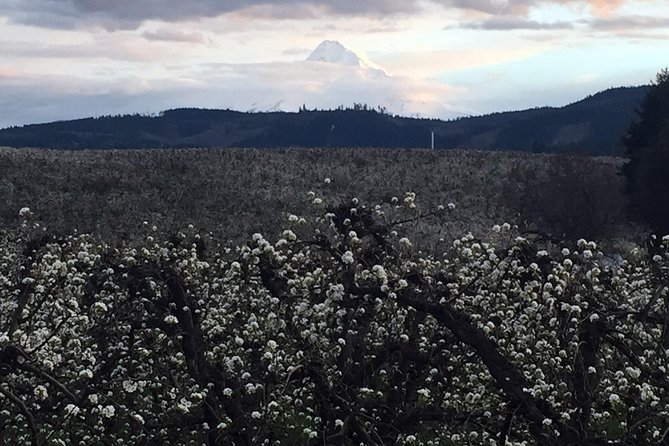 The Hood-Columbia Loop: Timberline, Orchards, and Waterfalls - Columbia River Gorge National Scenic Area: why the scenery changes fast