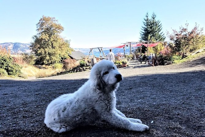 Waterfalls & Wine Tour-Multnomah Falls,Vineyards,Hood River Combo - Multnomah Falls: How to Time Your Photos and Walks