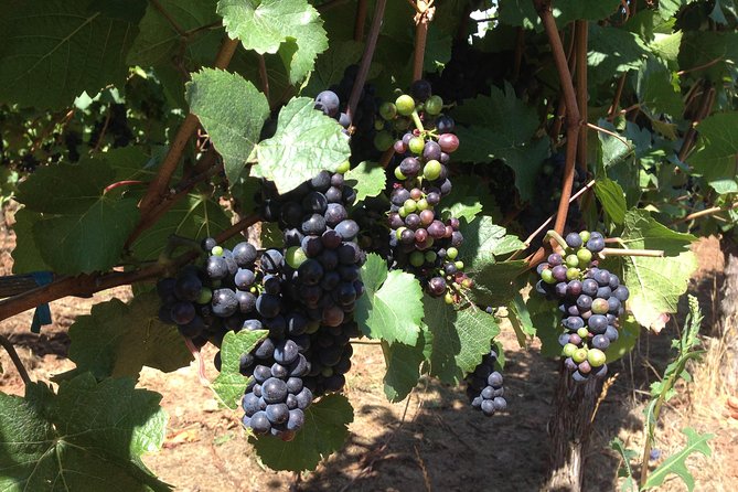 Willamette Valley Wine Tasting Tour from Portland - Three wineries in one day: how the tastings and tours fit together