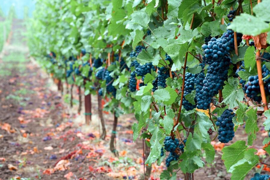 Willamette Valley Wine Tour - Who this tour suits best (and who should think twice)