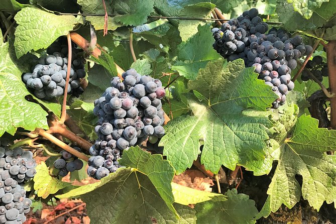 Willamette Valley Wine Tour from Portland - What to eat, what to bring, and how to make the day feel easy