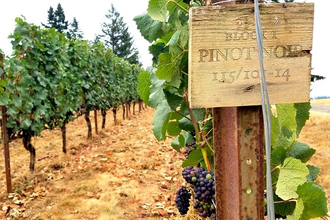 Willamette Valley Wine Tour - Full Day Tour - The Real Rhythm: 10:00am Departure to a Relaxed Lunch Break